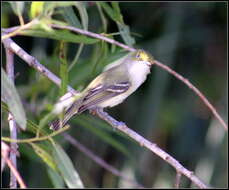 Слика од Vireo griseus (Boddaert 1783)