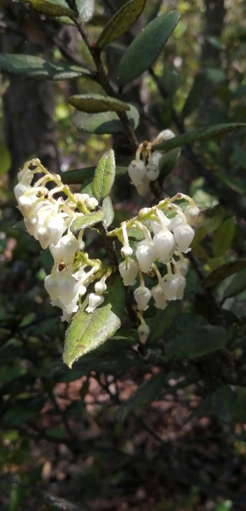 Plancia ëd Gaultheria insana (Molina) D. J. Middleton