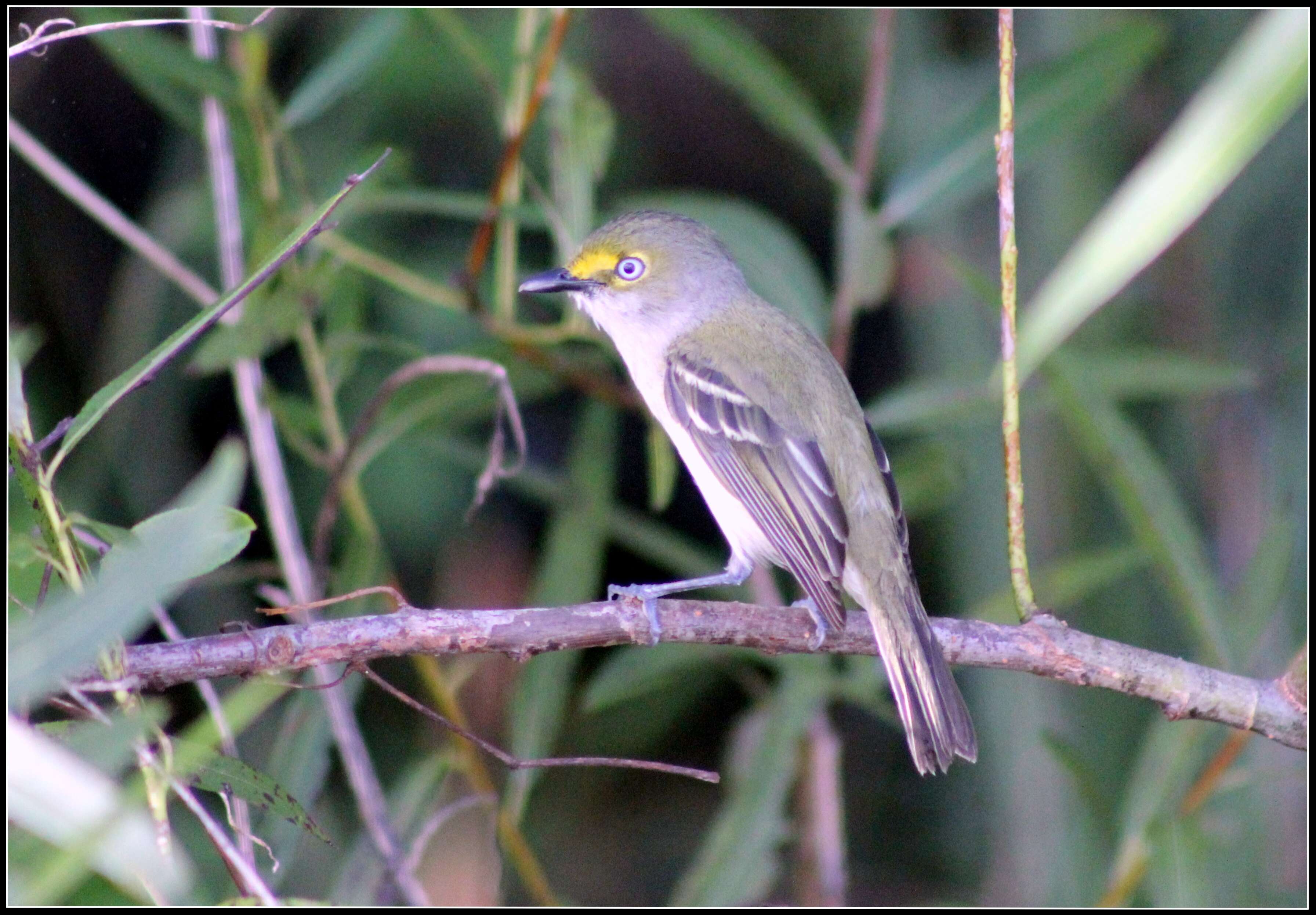 Слика од Vireo griseus (Boddaert 1783)