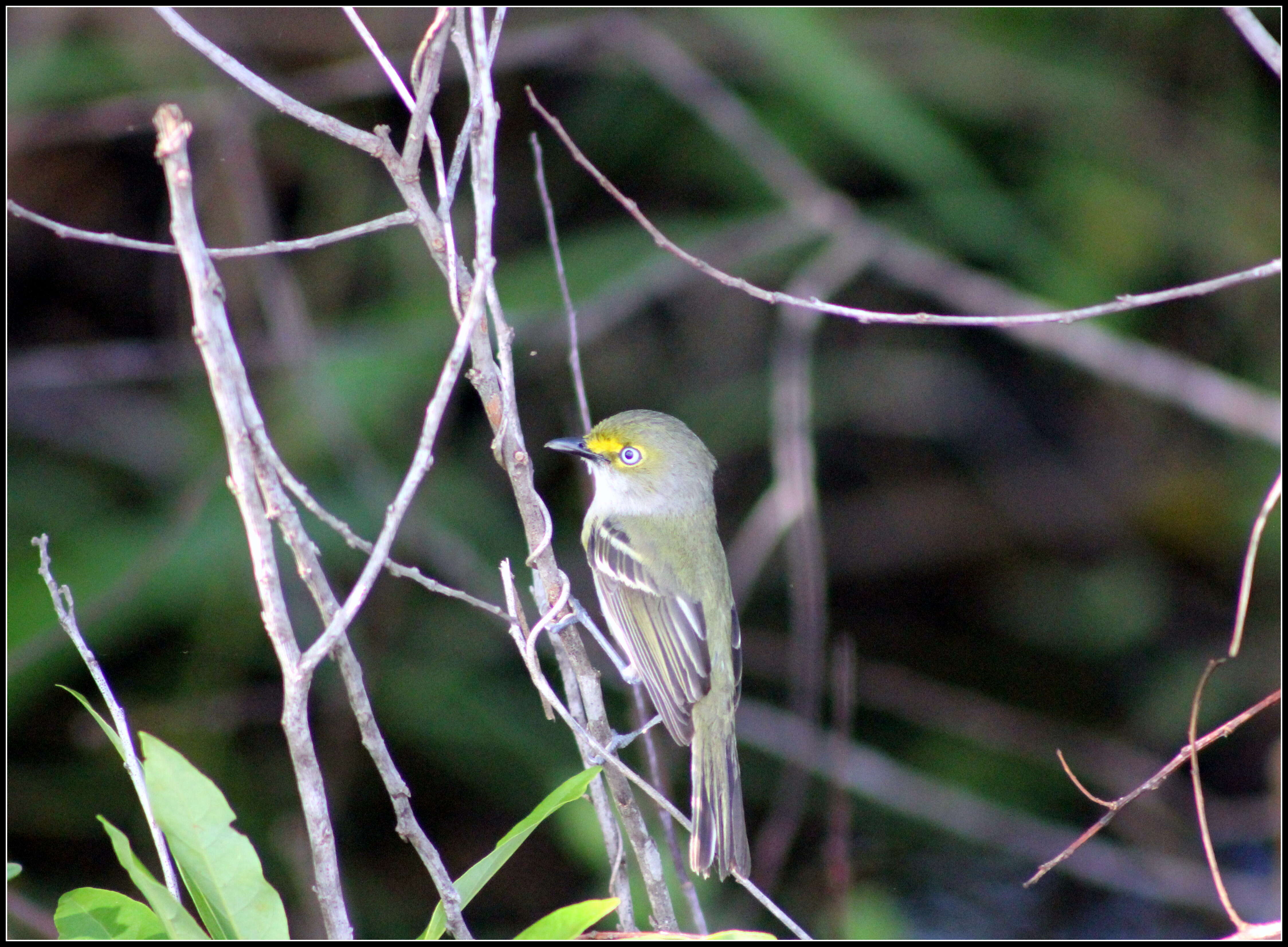 Слика од Vireo griseus (Boddaert 1783)