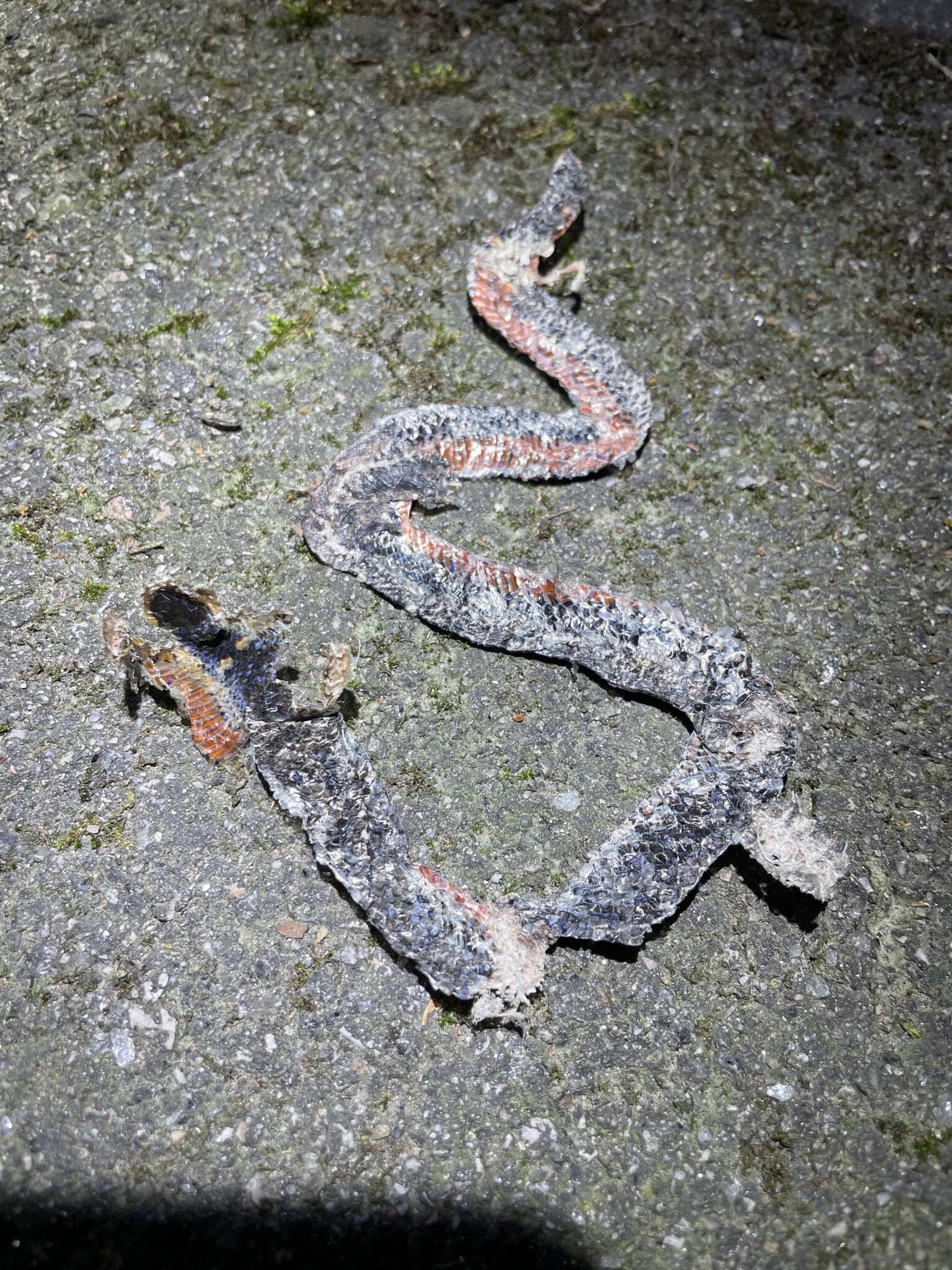 Image of Hong Kong Dwarf Snake