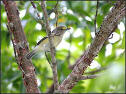 Слика од Vireo griseus (Boddaert 1783)