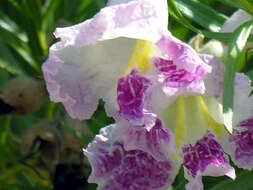 Image of desert willow