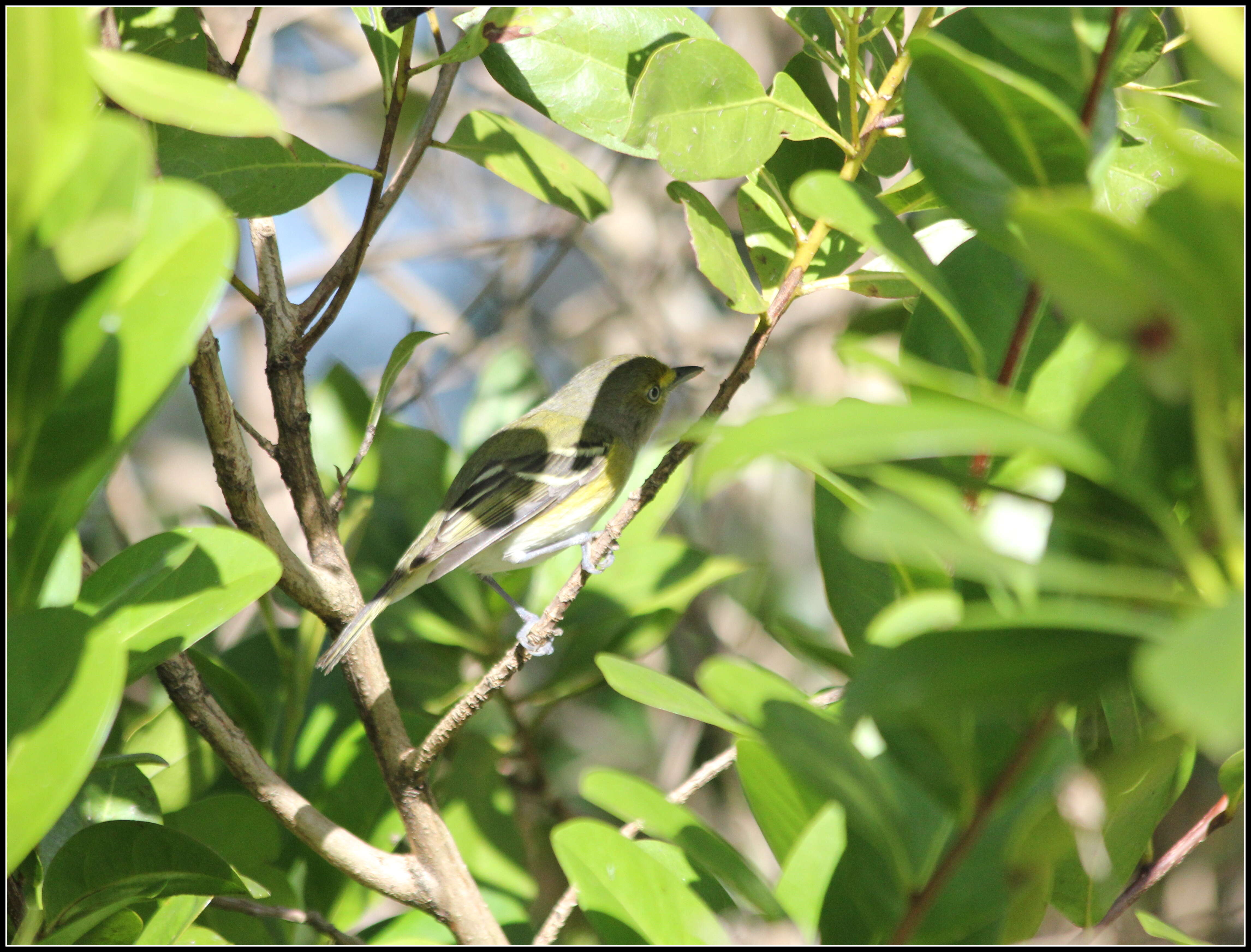 Слика од Vireo griseus (Boddaert 1783)