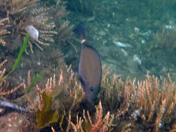 Image of Yellowspotted Sawtail