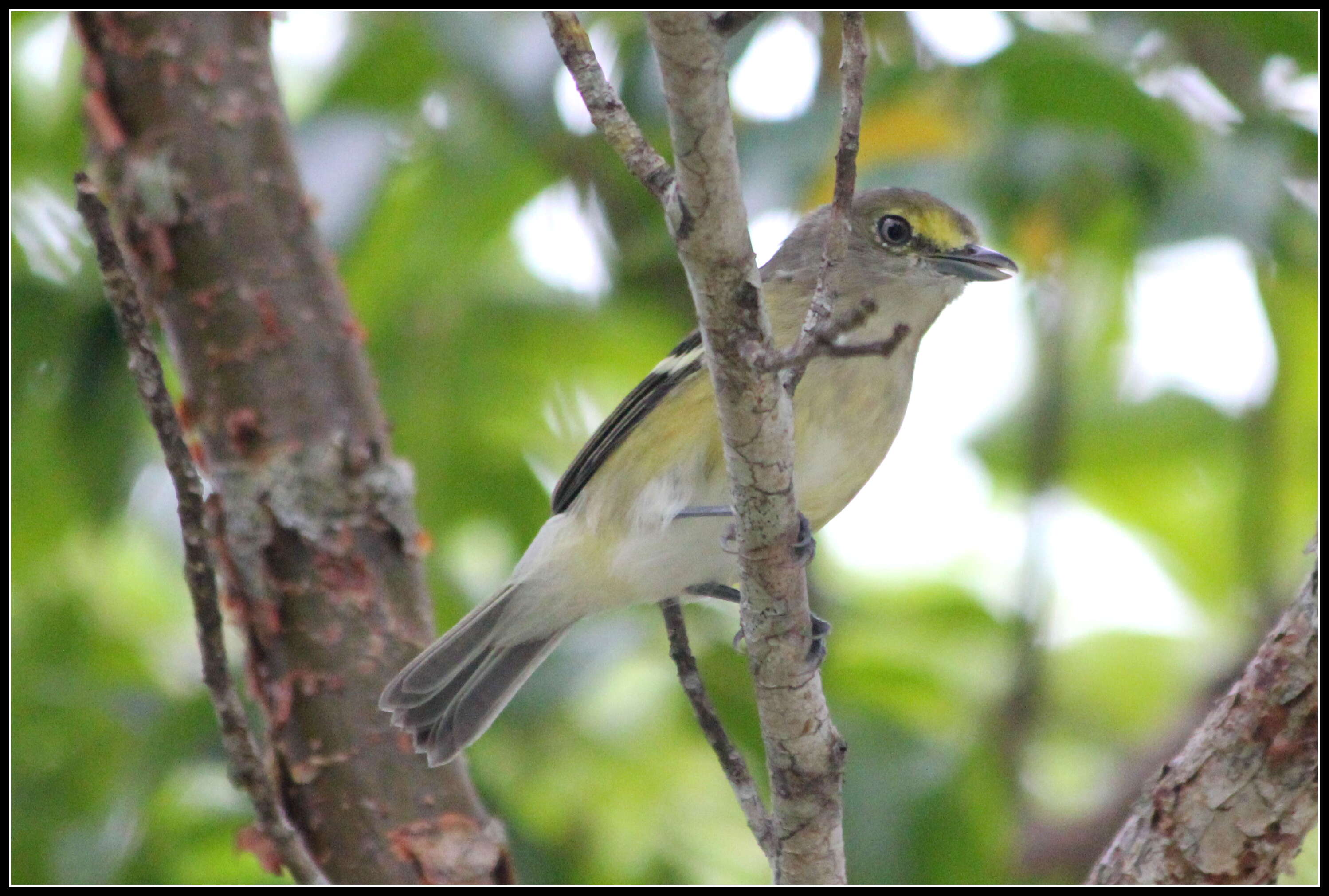 Слика од Vireo griseus (Boddaert 1783)