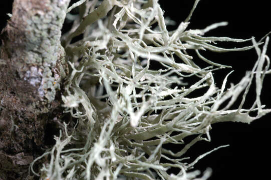 Image of cartilage lichen