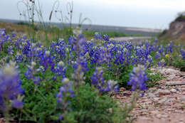 Image of Texas lupine