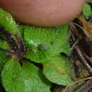 Image of Turnip aphid