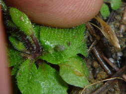 Image of Turnip aphid