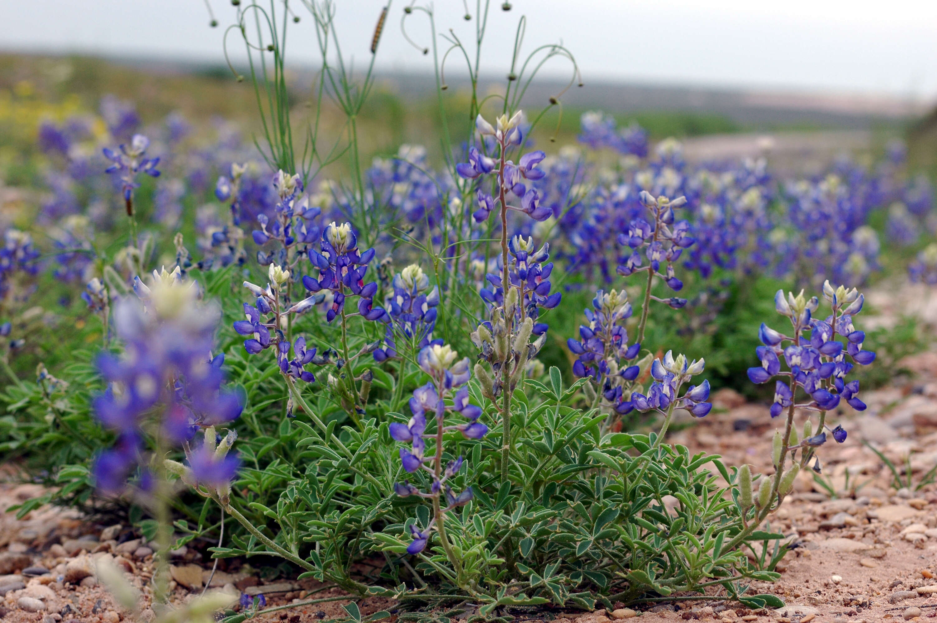 Image of Texas lupine