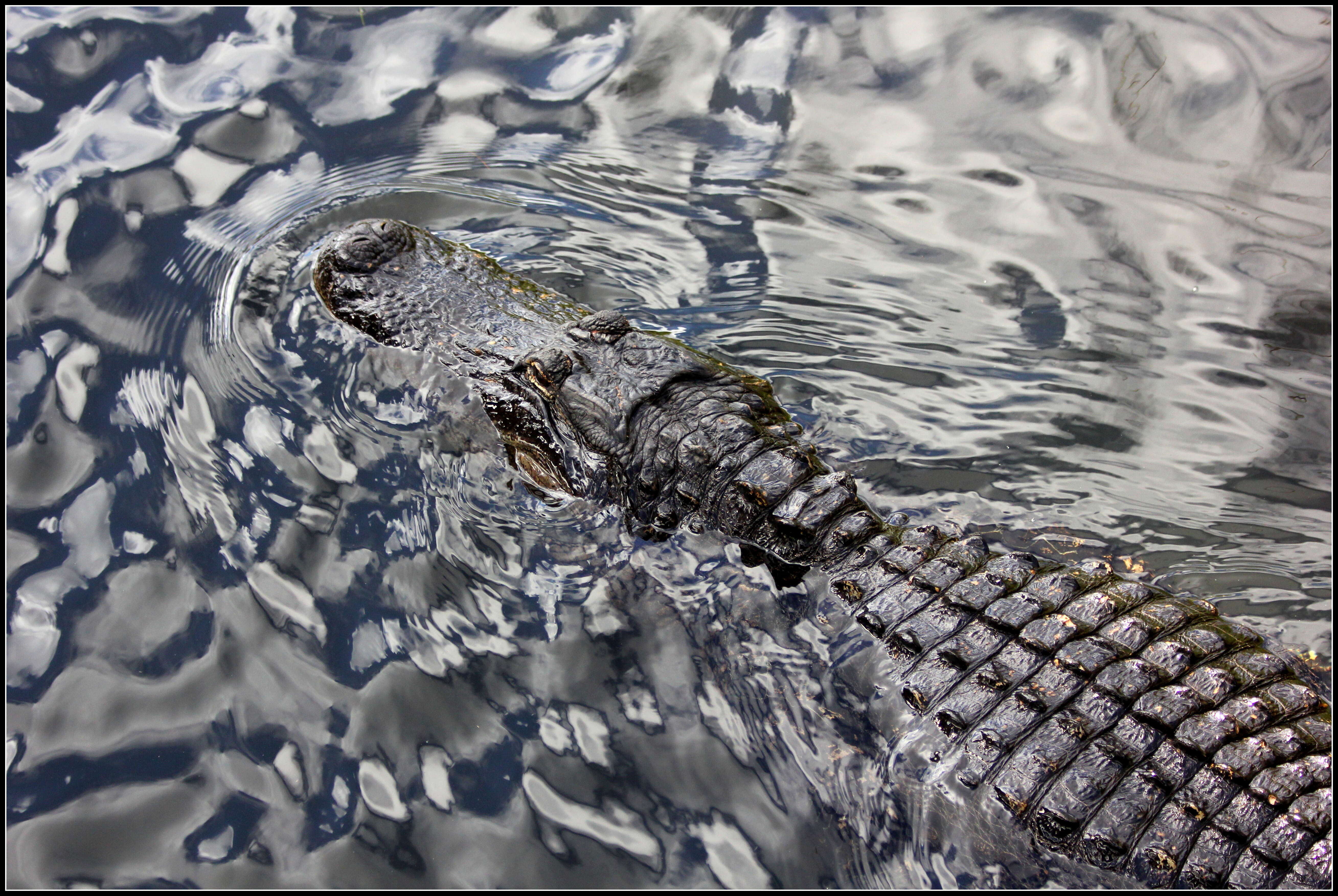 Image of alligators