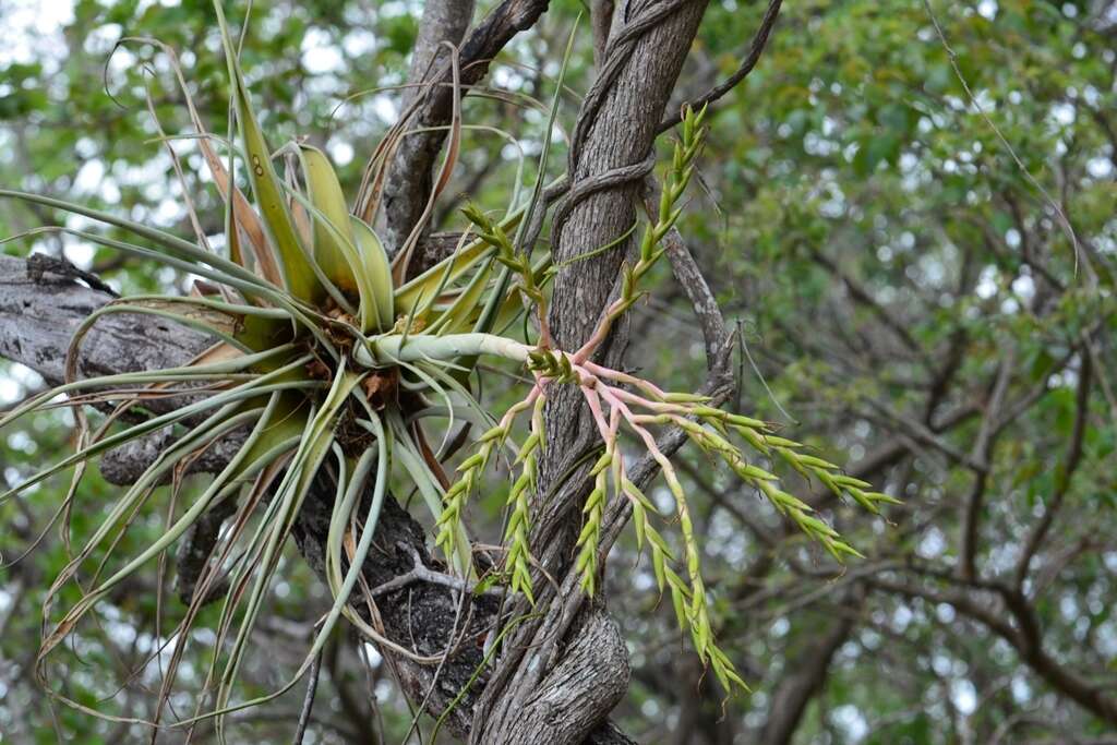 Imagem de Tillandsia elusiva Pinzón, I. Ramírez & Carnevali