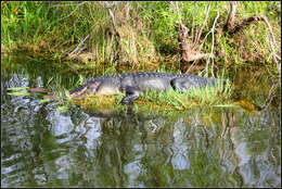 Image of alligators