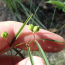 Image of Curtis' Spurge