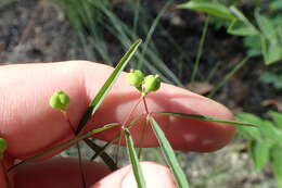 Image of Curtis' Spurge