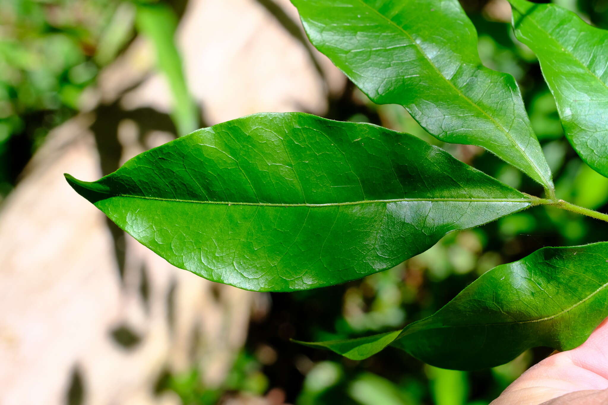 Image of Pararchidendron pruinosum (Benth.) I. C. Nielsen