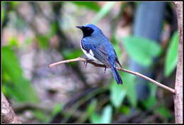 Imagem de Setophaga caerulescens (Gmelin & JF 1789)