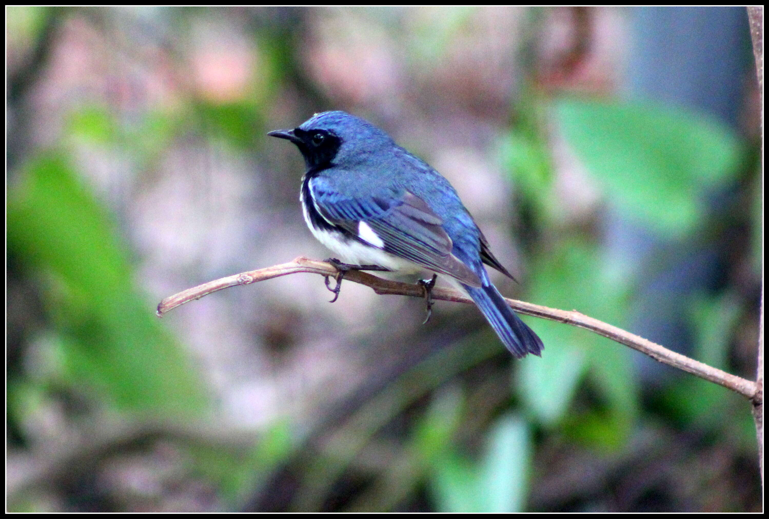 Imagem de Setophaga caerulescens (Gmelin & JF 1789)