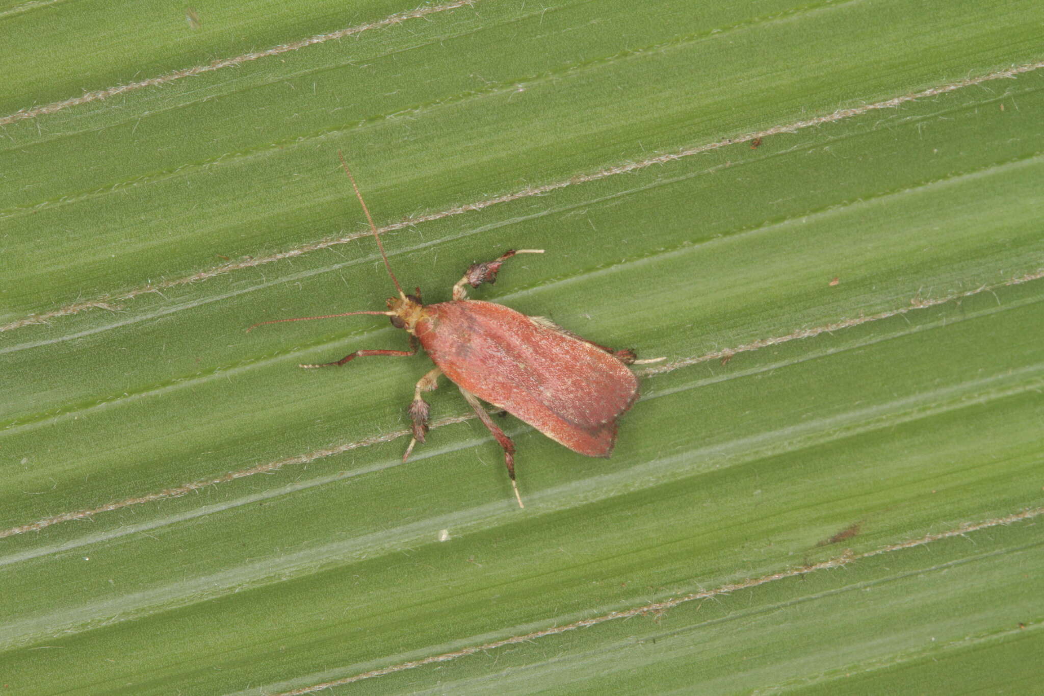 Image of Galasa costalis Dyar 1914