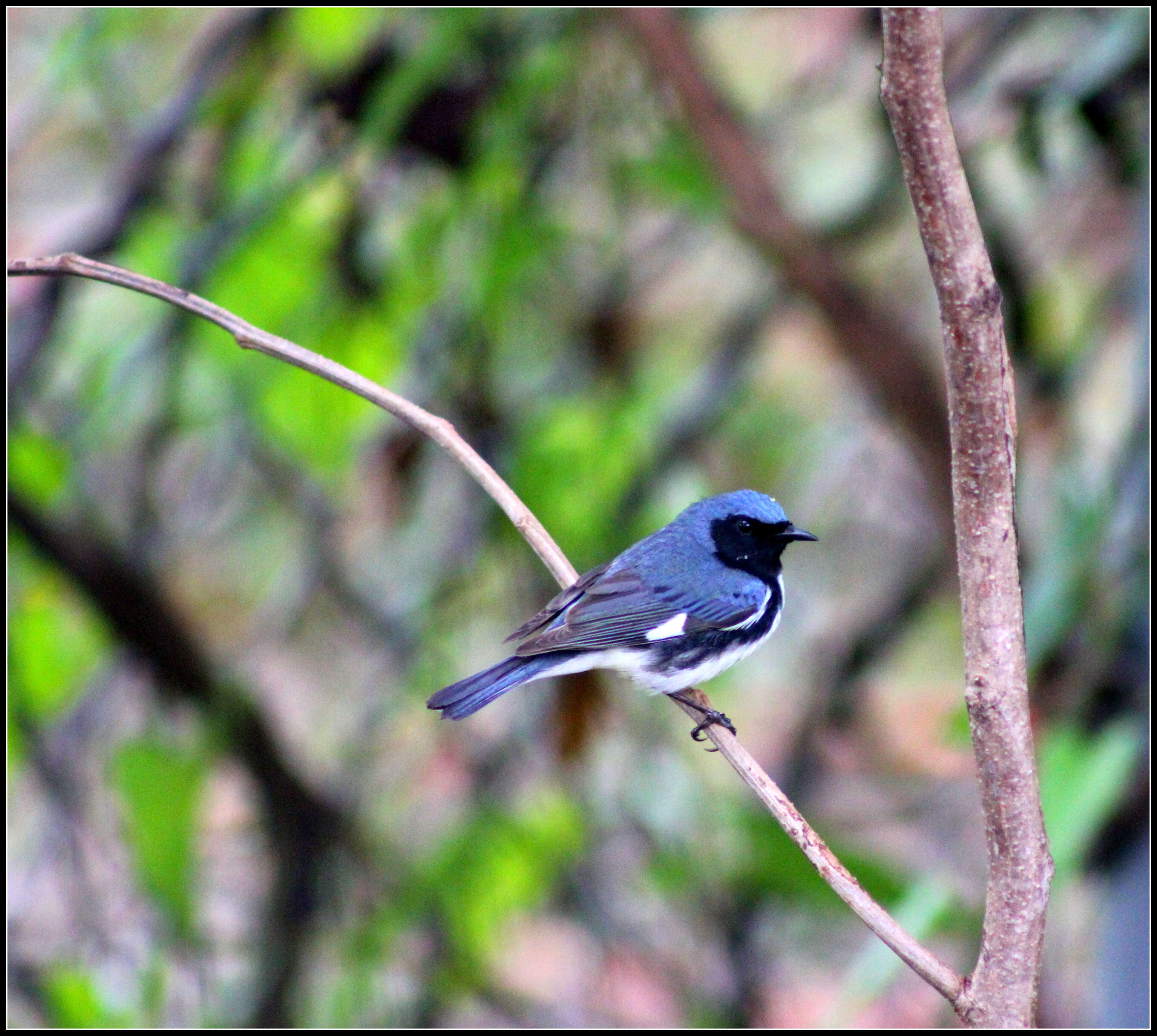 Imagem de Setophaga caerulescens (Gmelin & JF 1789)