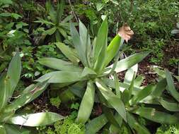 Image of Agave warelliana De Smet ex T. Moore & Mast.