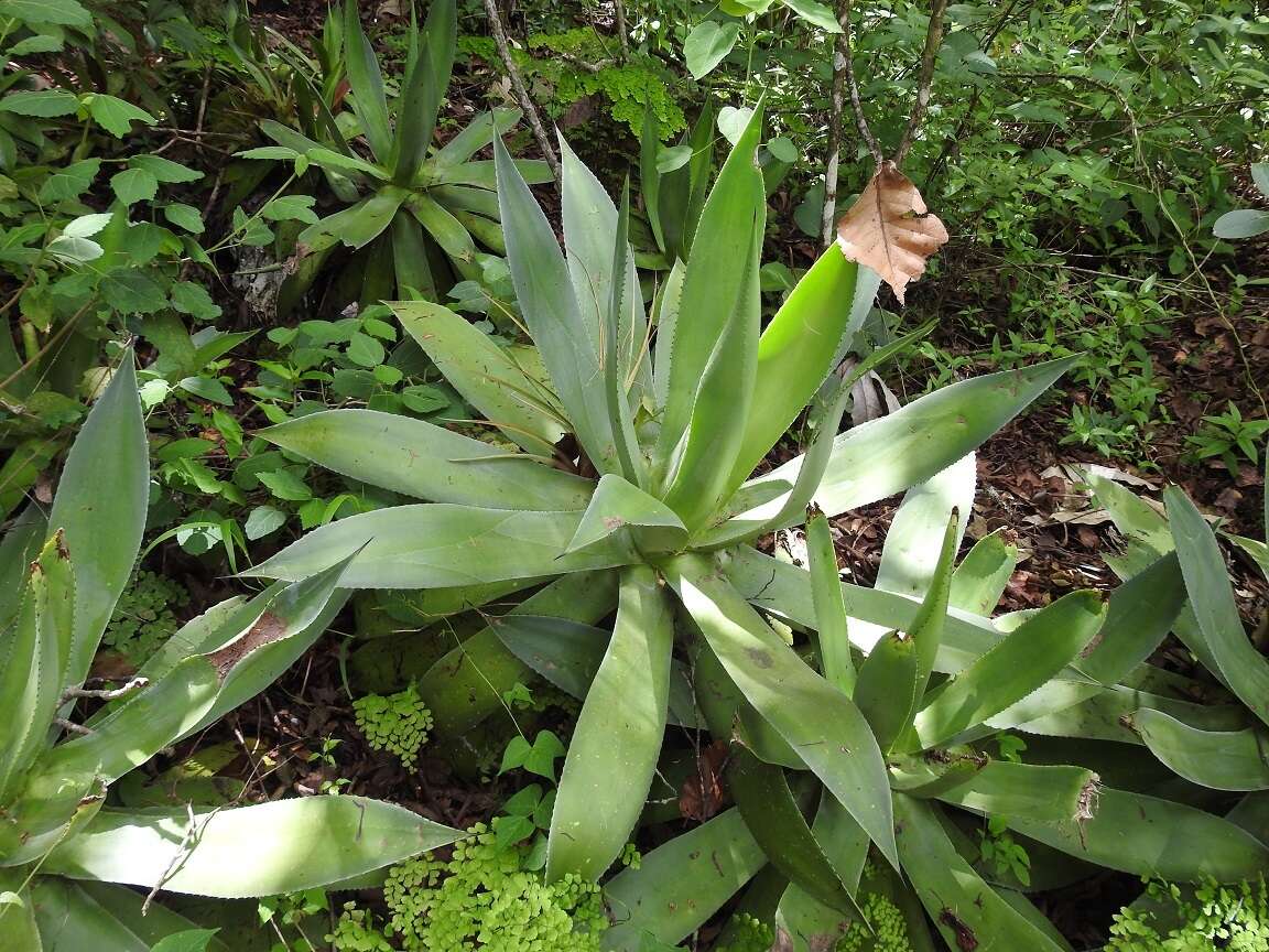 Image of Agave warelliana De Smet ex T. Moore & Mast.