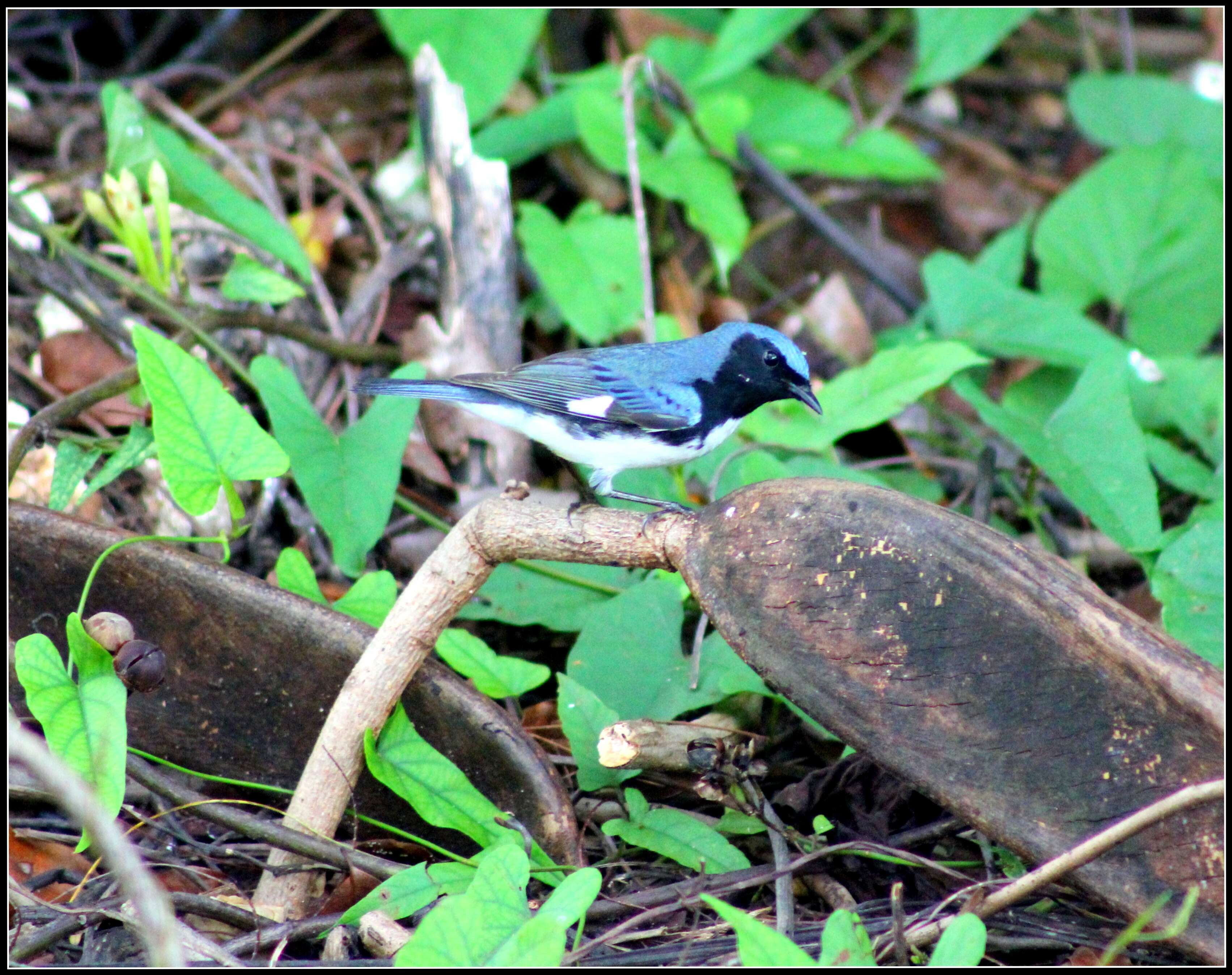 Imagem de Setophaga caerulescens (Gmelin & JF 1789)