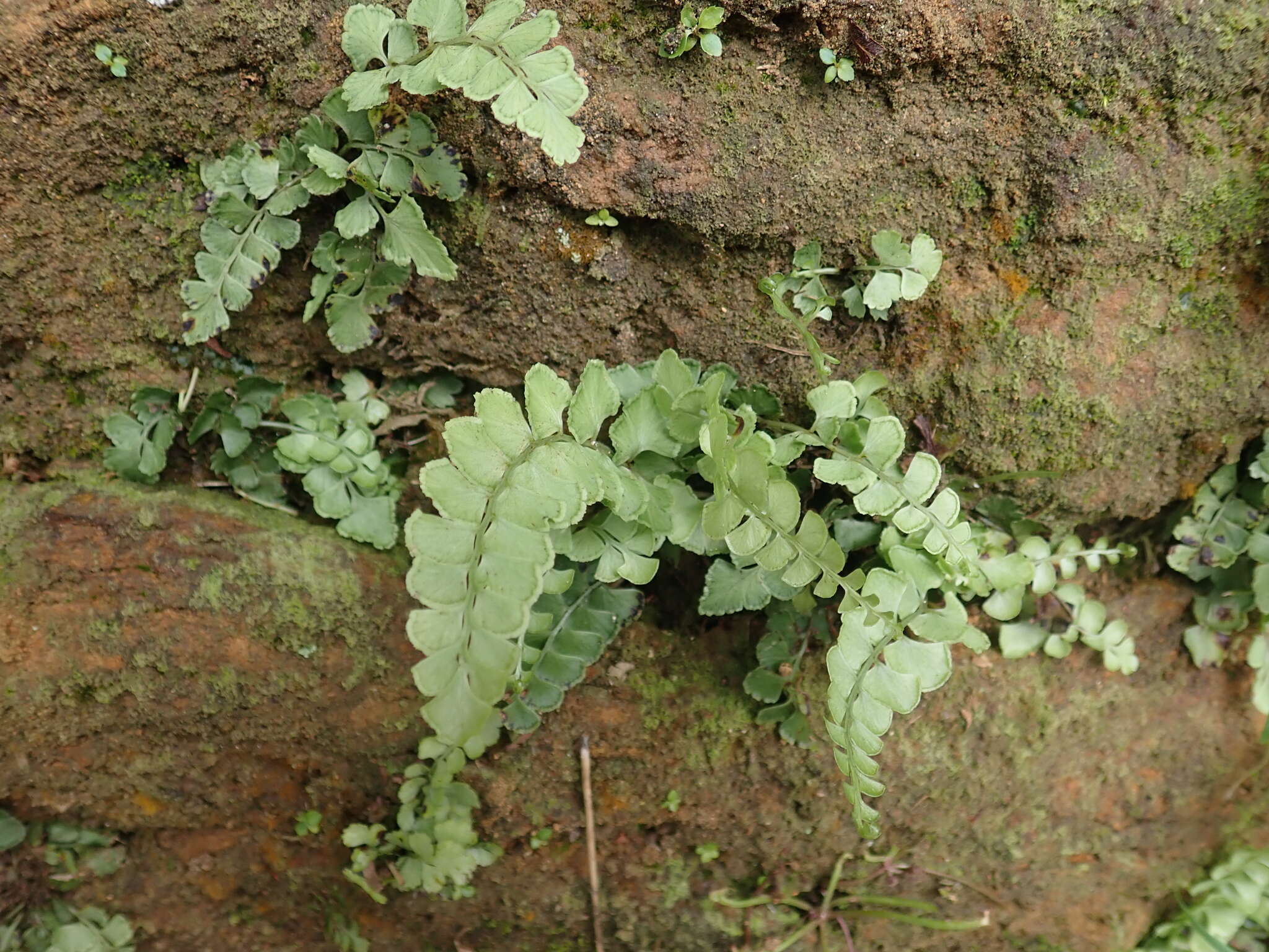 Image of <i>Lindsaea <i>orbiculata</i></i> var. orbiculata