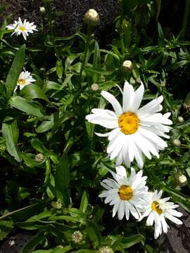 Слика од Leucanthemum maximum (Ramond) DC.