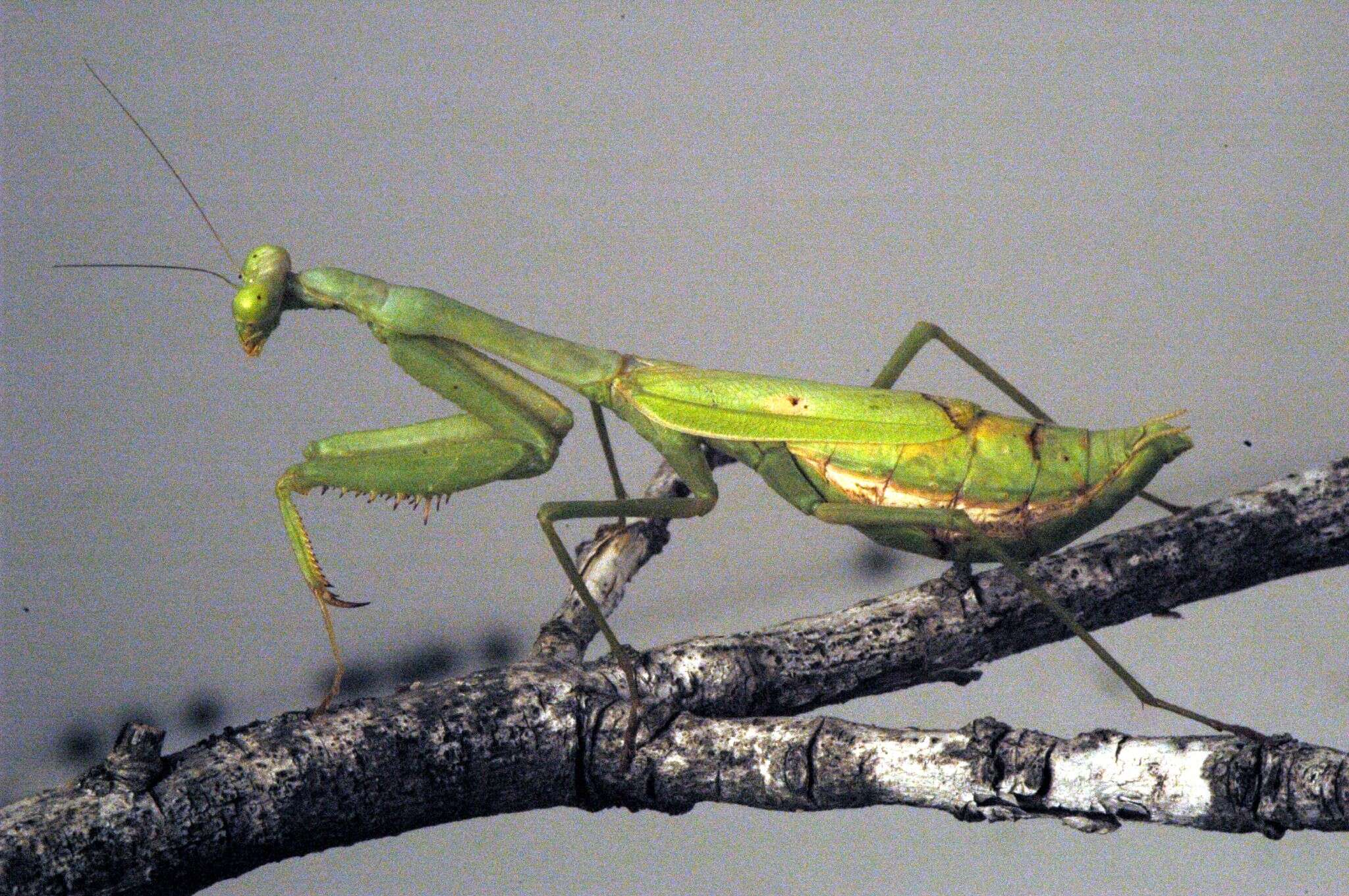 Image of Carolina Mantis