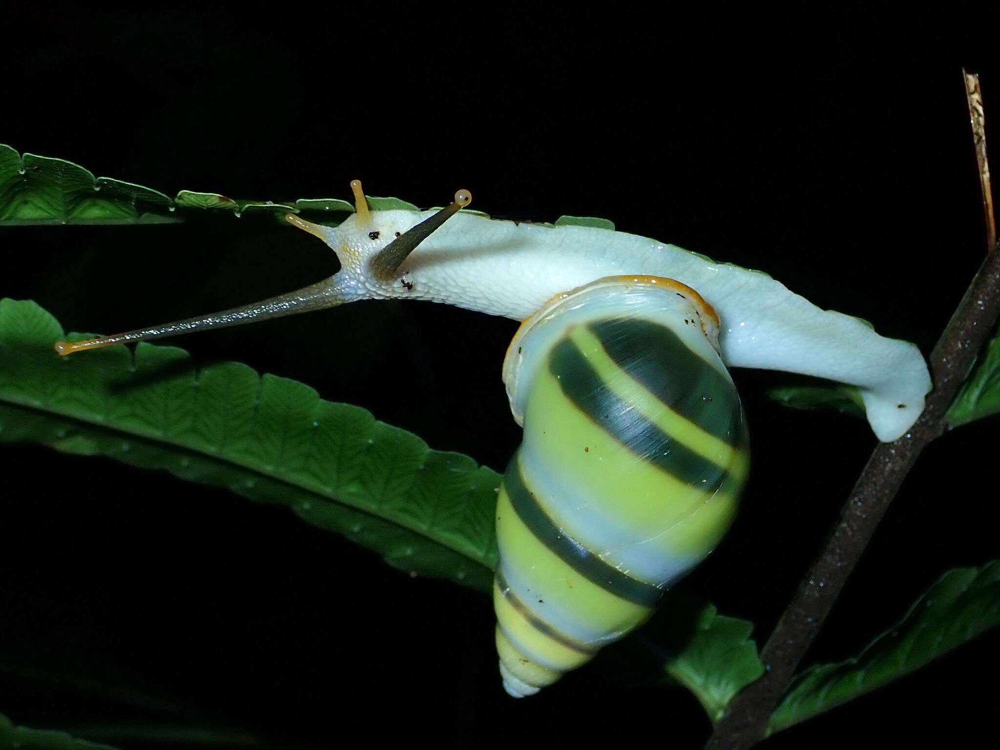 Image de Amphidromus martensi Boettger 1893