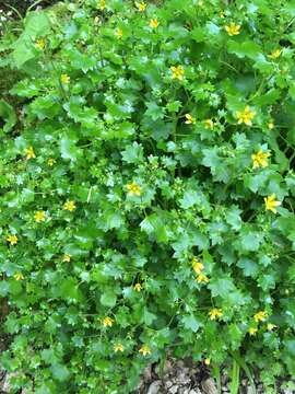 Plancia ëd Saxifraga cymbalaria L.