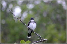 Image of Eastern Kingbird