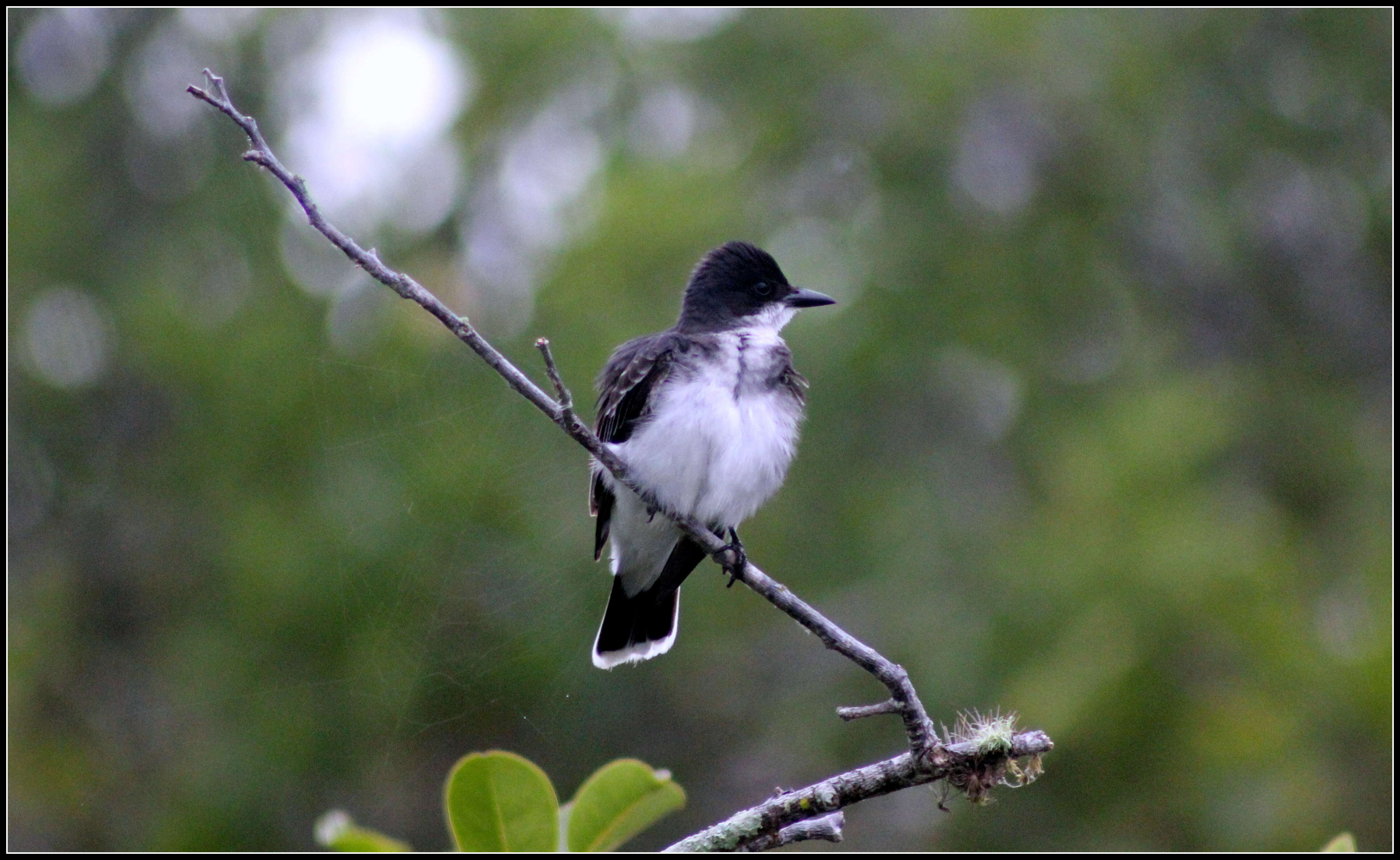 Image of Eastern Kingbird