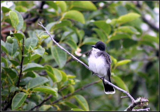 Image of Eastern Kingbird