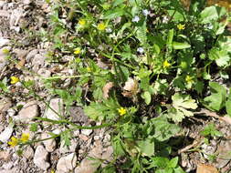 Image de Ranunculus muricatus L.