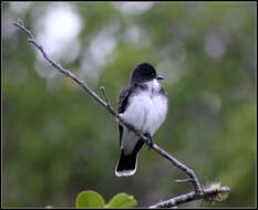 Image of Eastern Kingbird