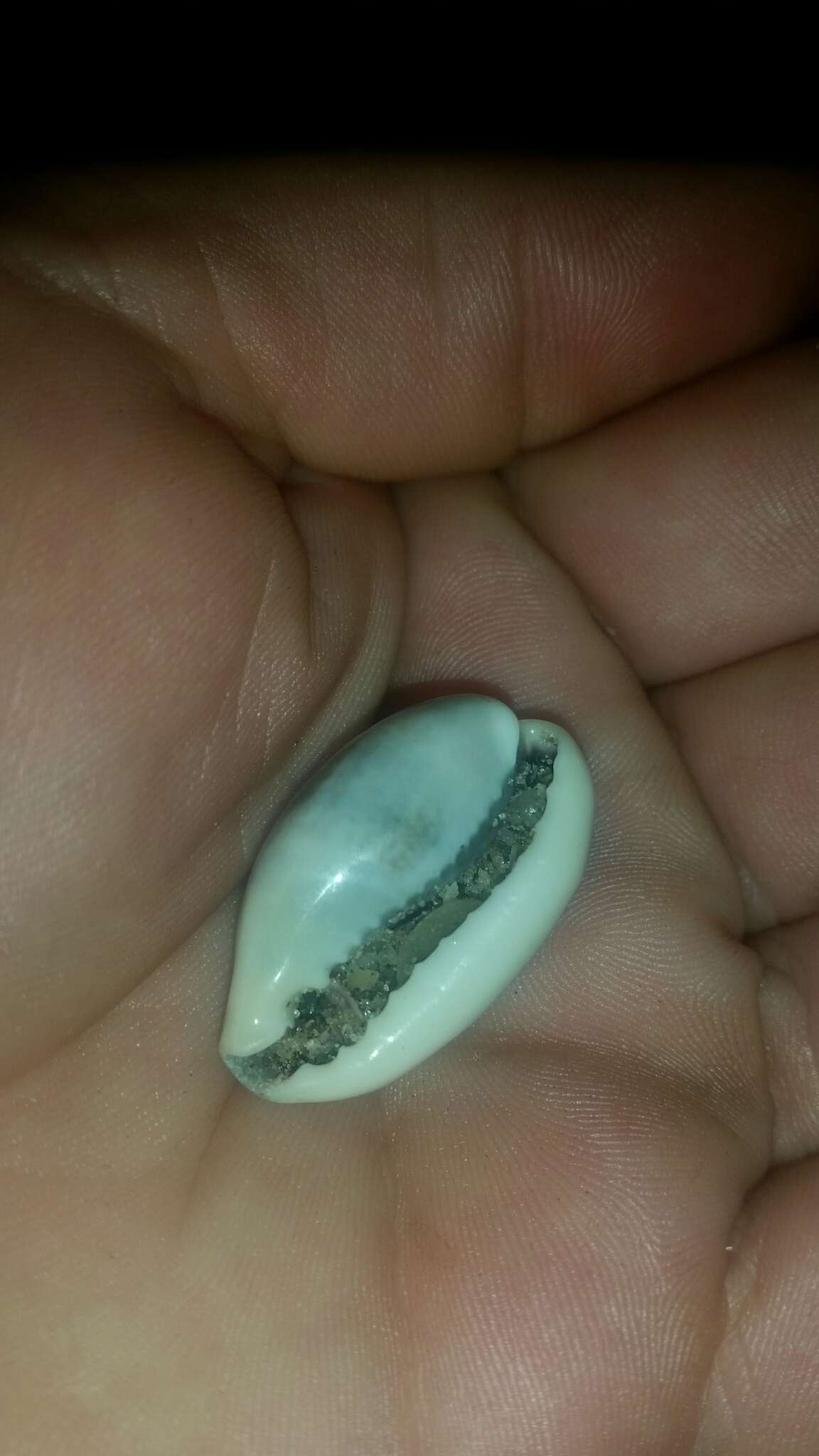 Image of mistaken cowrie