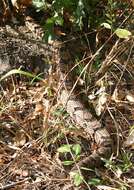 Image of Timber Rattlesnake