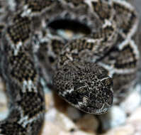 Image of Western Diamond-backed Rattlesnake