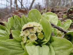 Image of Bog rhubarb