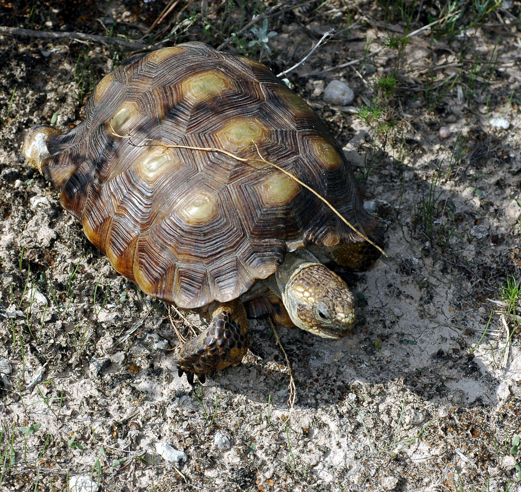 Слика од Gopherus berlandieri (Agassiz 1857)