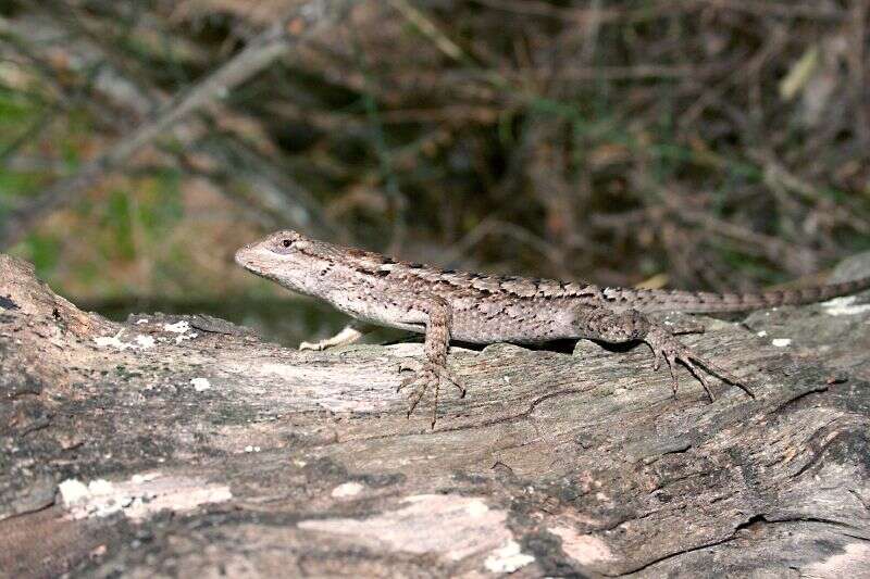 Image of Texas Spiny Lizard