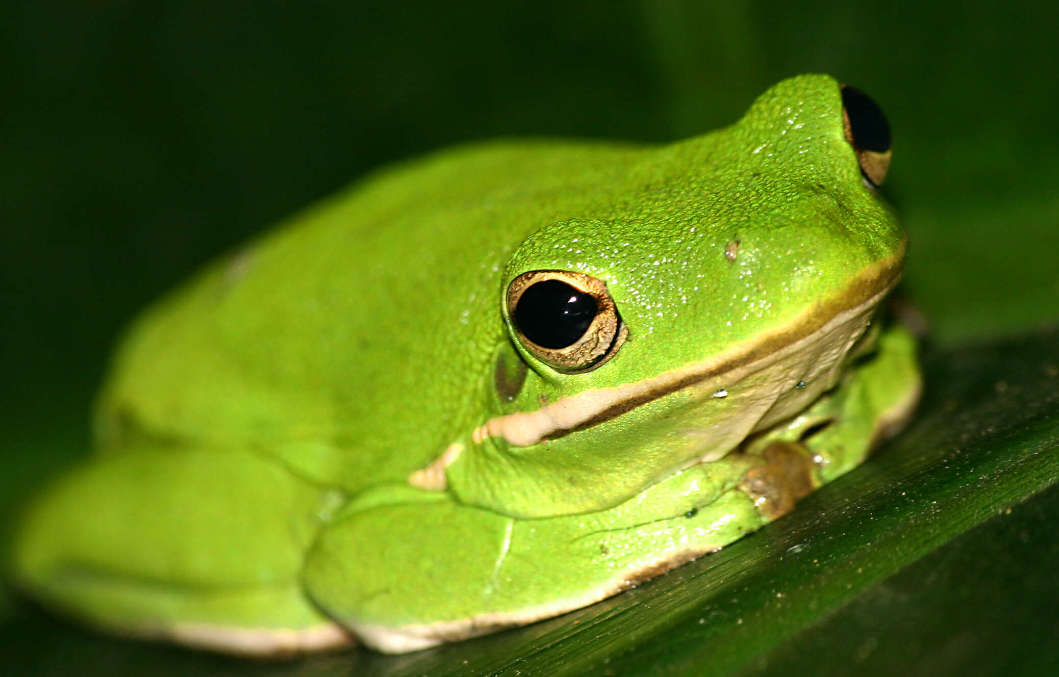 Image of American Green Treefrog