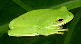 Image of American Green Treefrog