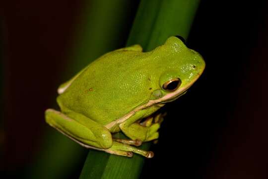 Image of American Green Treefrog