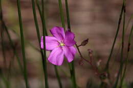 Image of Drosera hamiltonii C. R. P. Andrews