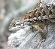 Image of Texas Spiny Lizard