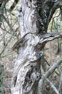 Image of Texas Spiny Lizard